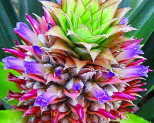 Цветы ананаса фото