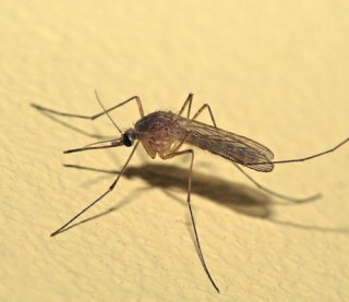 Как изготовить ловушку для комаров в домашних условиях (схема)