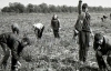 Життя СРСР: як відбувалась "битва" за урожай