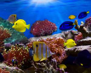 Хижі рибки не уживуться з маленькими в одному акваріумі