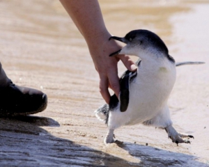 Пингвины тоже боятся щекотки