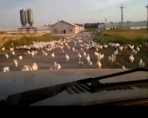Тысячи кур разбежались после обстрела птицефабрики на Луганщине
