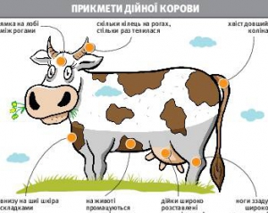 начинающих почему корова 6 мес стельности с укладки
