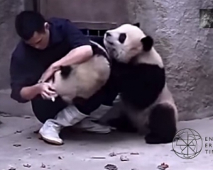 Забавные панды не хотят принимать лекарства