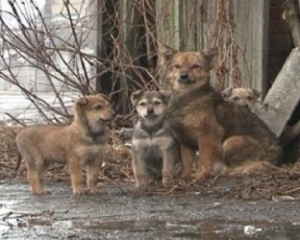 Ужгородська міська рада виділила майже півмільйона гривень на бездомних тварин
