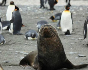 Вчені стурбовані сексуальними зв&#039;язками між пінгвінами і морськими котиками