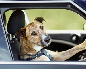 Кинологи научили собак водить автомобиль за два месяца