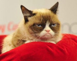 Самый недовольный кот интернета заработал почти 100 миллионов долларов