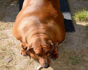 Самая толстая собака в мире похудела на 25 килограммов | Мобильная версия |  Новости на Gazeta.ua