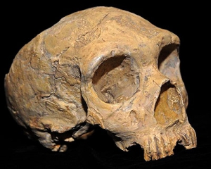 Археологи доказали, что неандертальцы ели не только мамонтов