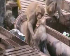 Мавпа реанімувала друга, якого вдарило струмом