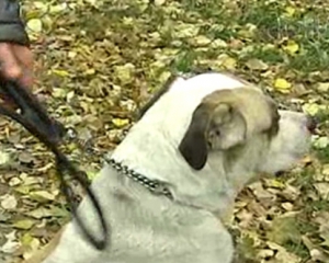 На Кировоградщине 26-летний мужчина забил до смерти пенсионера, который  вступился за свою собаку