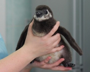 У Сан-Дієго вилупився перший в світі пінгвін з пробірки