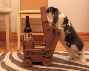 Американец научил своего кролика привозить пиво