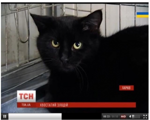В Харькове кот сходил на мясокомбинат и поел на 6 тысяч гривен