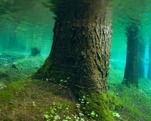 Под водой археологи нашли лес, которому 10 тысяч лет