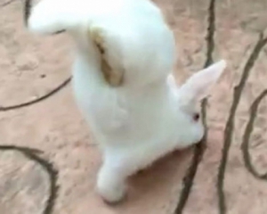 Китайский кролик-инвалид научился ходить на передних лапах