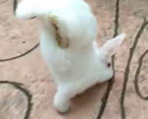 Китайский кролик-инвалид научился ходить на передних лапах
