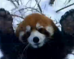 Красные панды радовались снегу и игрались как дети
