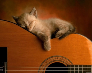 Вчені створили музику для кішок