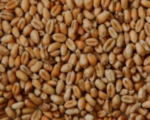 Давні британці імпротували пшеницю з континентальної Європи - вчені
