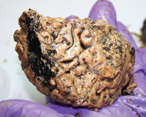 В Англии нашли мозг, которому более 2 тысяч лет