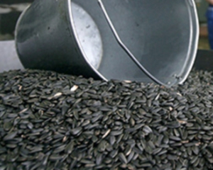 На Кіровоградщині злочинці вивезли зі складу 20 тонн соняшникового насіння