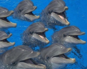 В Индии запретили дельфинарии