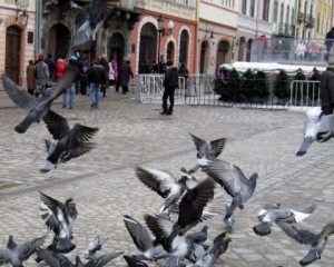 У Львові гуманними методоми боротимуться із голубами