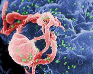 Вчені знайшли антитіло, що пригнічує ВІЛ-інфекцію