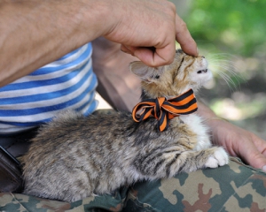 "Колорадов придумала Тимошенко, чисто ее изобретение" - що знають росіяни про георгіївську стрічку