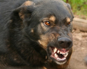 В Днепропетровске от укуса бешеной собаки умер молодой человек
