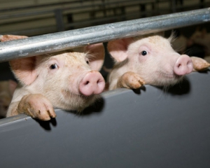 Свиноферми закривають через подорожчання зерна і газу
