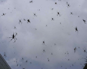 У Австралії пішов дощ з павуків