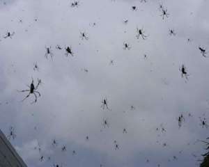 У Австралії пішов дощ з павуків