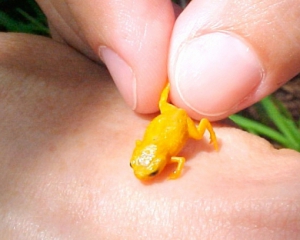 Дослідники знайшли 7 нових видів крихітних отруйних жаб