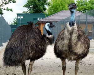 У страусов все хорошо и без Януковича — куратор зоопарка в Межигорье