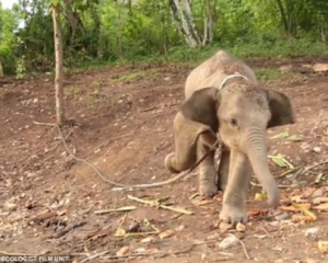 У Росії жителі північного міста поскаржилися в мерію на слонів, що витоптують ліс