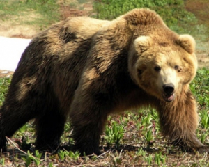 В Росії ведмідь відірвав руку жінці прямо в кафе