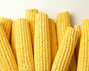 Україна стала основним постачальником кукурудзи в Китай - FT