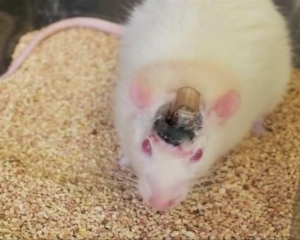 Ученым удалось управлять лабораторными мышами с помощью пульта