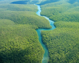 В лісах Амазонії до європейців жили 8 мільйонів чоловік - вчені