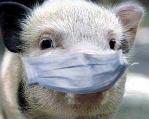 Чумные свиньи Киевщины обойдутся украинцам в 45 миллионов