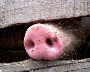62 тысячи свиней будут жечь три недели