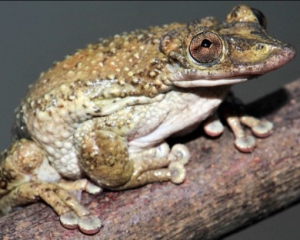Новий вид отруйної жаби ледь не позбавив життя свого першовідкривача