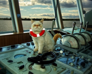 В Эстонии возьмут на работу корабельного кота, который умеет плавать