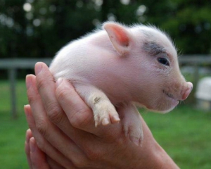Домашні свині схрещувалися зі своїми дикими предками - вчені