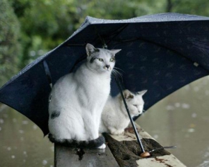Сьогодні в Україні очікуються сильні зливи