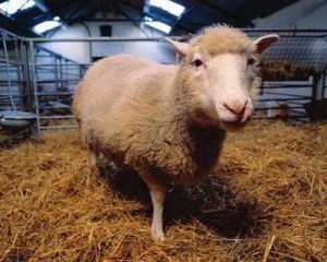 Європарламент заборонив клонування тварин