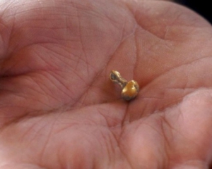 В Болгарії знайшли золотий гудзик, якому понад 6 тисяч років